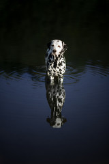 dalmatian