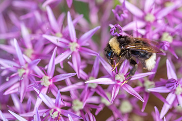 Ackerhummel Bombus pascuorum auf Suche nach Nektar in Allium giganteum