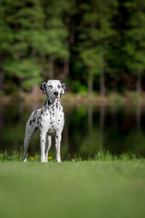 dalmatian