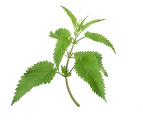 fresh Stinging nettle