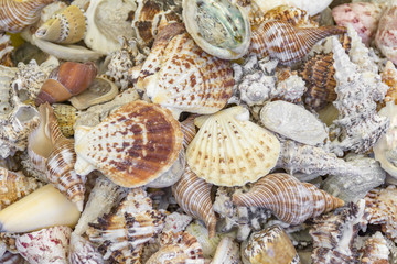 lots of seashells