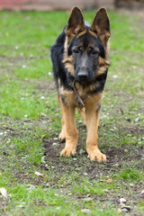Puppy German Shepherd 5 months female