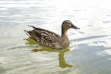 Stockente Weibchen