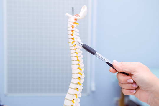Closeup medical doctor woman pointing on Cervical spine model. Healthcare concept. Selective focus