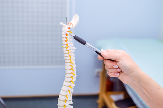 Closeup medical doctor woman pointing on Cervical spine model. Healthcare concept. Selective focus