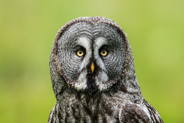 Great Grey's Portrait