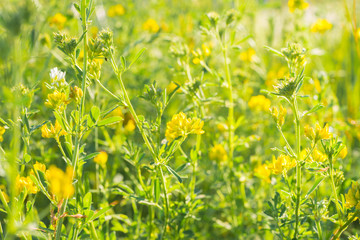 spring meadow with yellow flowers