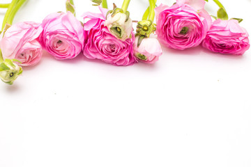 Pink ranunculus on white background