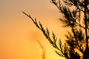 Obraz premium tree branch at sunset