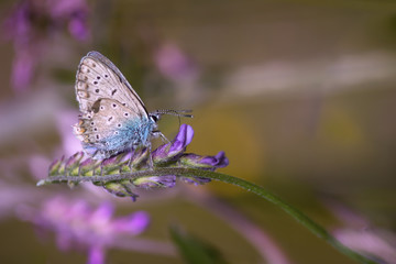 Papillon
