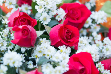 Blur and soft focus red roses and flower