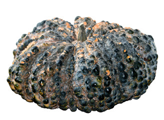 Beautiful color pumpkin