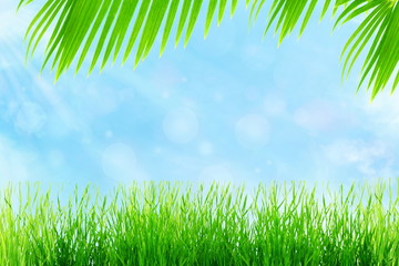 Fototapeta premium summer time background