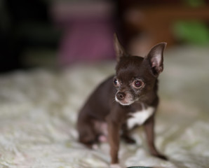 Brown Scared puppy Chihuahua