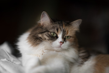 Cute cat lying on the sofa under the sun light. close up view