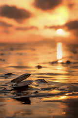 Muschel im goldenen Licht im Wattenmeer an der Nordsee