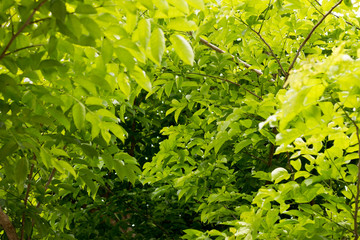 green leaves and branch