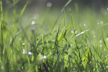 Macro photo of green grass in the morning with dew drops