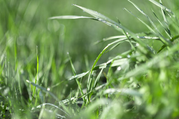 Macro photo of green grass in the morning with dew drops