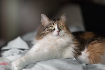 Cute cat lying on the sofa under the sun light. close up view