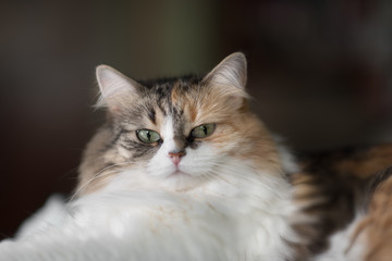 Cute cat lying on the sofa under the sun light. close up view