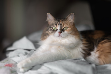 Cute cat lying on the sofa under the sun light. close up view