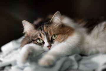 Cute cat lying on the sofa under the sun light. close up view