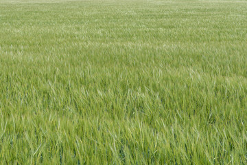 Gerstenfeld im Reifeprozess