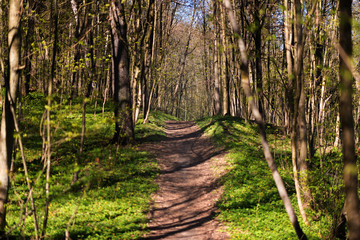 A footpath in a green magical forest landscape in the summer, in Russia
