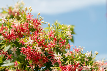 Rangoon Creeper, Combretum indicum flower