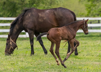 Foal Plays While Mare Eats