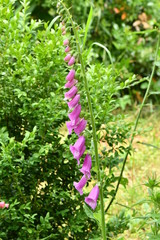 macro flowers in the spring	