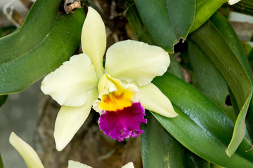 Obraz premium Orchid flower on branch