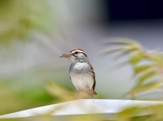 Juvenile chipping sparrow (Spizella passerina) eating an insect