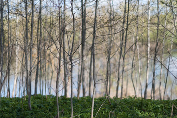 Thin trees texture. Thin trees without leaves.