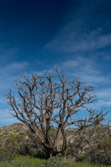 Obraz premium Gnarly Dried Tree in Mojave Desert