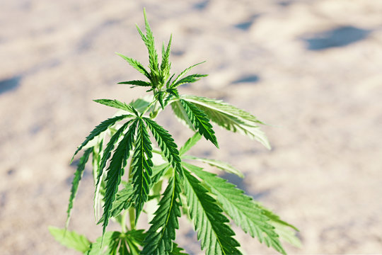 The growth of the CANNABIS grows in the sand on a sandy background. MARIJUANA is green in sunny warm rays. HEMP on a blurred background. Natural Cannabis Wallpaper