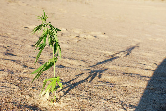 The growth of the CANNABIS grows in the sand on a sandy background. MARIJUANA is green in sunny warm rays. HEMP on a blurred background. Natural Cannabis Wallpaper