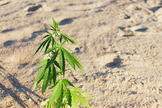 The growth of the CANNABIS grows in the sand on a sandy background. MARIJUANA is green in sunny warm rays. HEMP on a blurred background. Natural Cannabis Wallpaper