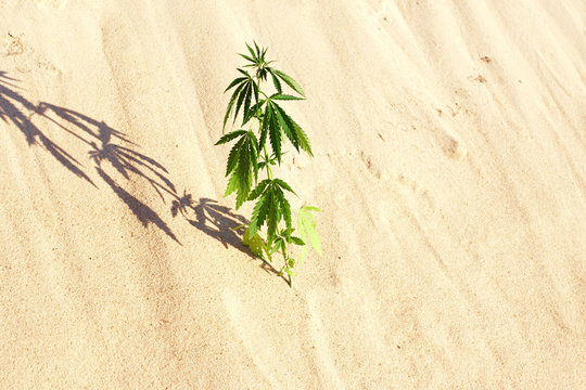 The growth of the CANNABIS grows in the sand on a sandy background. MARIJUANA is green in sunny warm rays. HEMP on a blurred background. Natural Cannabis Wallpaper
