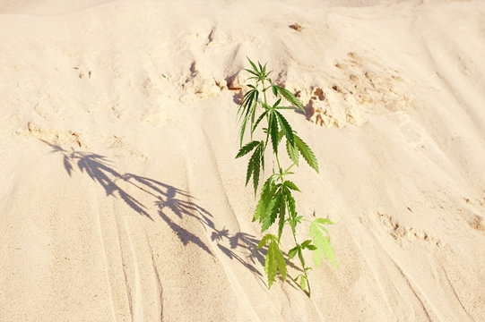 The growth of the CANNABIS grows in the sand on a sandy background. MARIJUANA is green in sunny warm rays. HEMP on a blurred background. Natural Cannabis Wallpaper