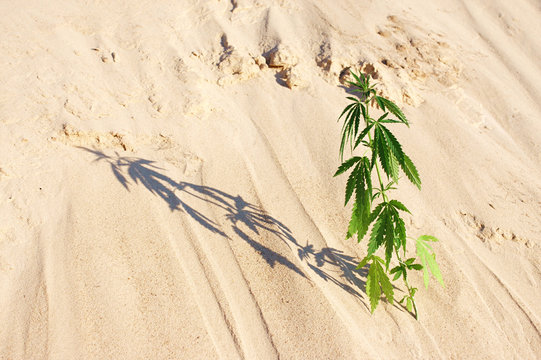 The growth of the CANNABIS grows in the sand on a sandy background. MARIJUANA is green in sunny warm rays. HEMP on a blurred background. Natural Cannabis Wallpaper
