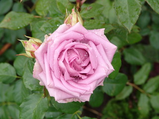 flower, rose, blossom, nature, beautiful, green, floral, beauty, bloom, garden, background, love, plant, summer, valentine, petal, natural,  fresh, day, red, romance, color, white, gift, flora, isolat