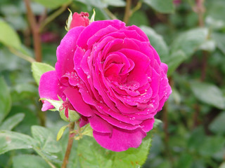 flower, rose, blossom, nature, beautiful, green, floral, beauty, bloom, garden, background, love, plant, summer, valentine, petal, natural,  fresh, day, red, romance, color, white, gift, flora, isolat