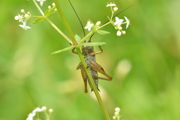 hidden grasshoppers insects on the grass	
