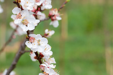 Garden with sakuras at home. Sprig of blossom