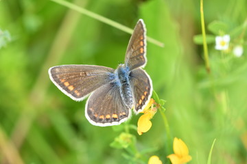 butterfly on the grass macro 