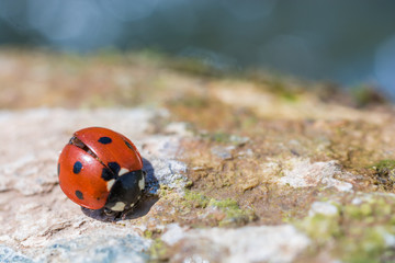 Marienkäfer auf Steintextur
