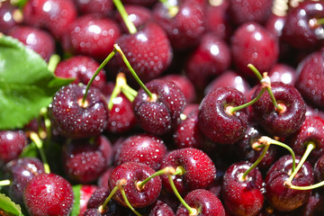 Close-up of fresh wet cherry berries