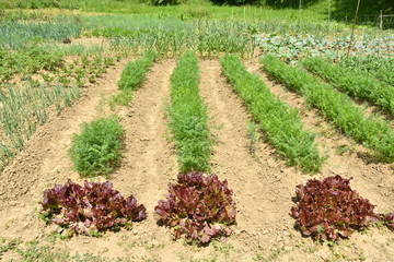 Fototapeta na wymiar green leafy vegetables seedlings 